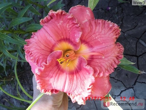 Лилейник / Красоднев / Hemerocallis фото