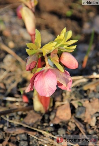 Морозник ( Helleborus) фото