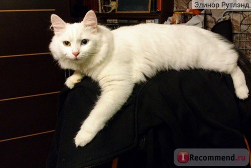 Вот в такую царственную красавицу выросла Шани из робкого котенка. Лежит на спинке кресла