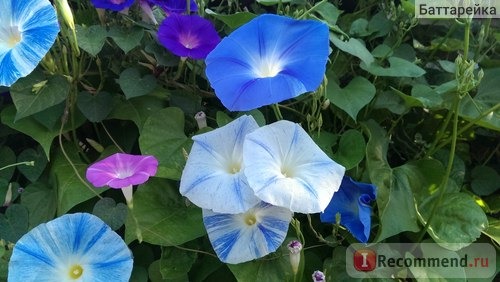 Ипомея Небесно-голубая (Ipomoea Heavenly Blue) фото