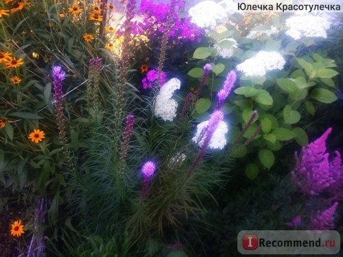  Лиатрис колосковая (LIATRIS spicata ) фото