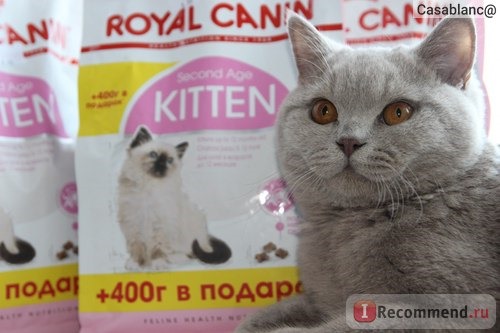Корм для котят от 4-х месяцев до года от Royal Canin Kitten