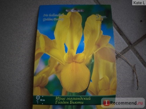 Ирис голландский Голден Бьюти Iris hollandica Golden beauty Агрофирма 