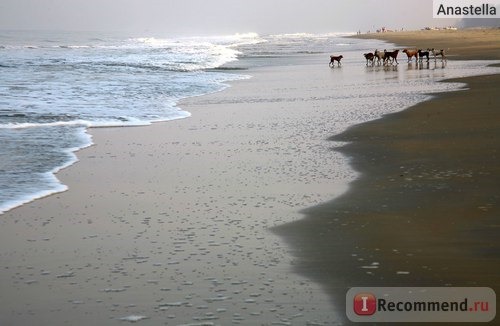Собачки на рассвете на пляже Варка