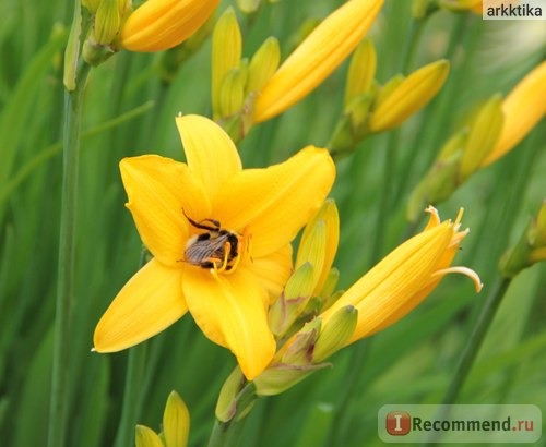 Лилейник / Красоднев / Hemerocallis фото