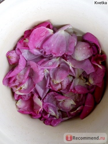 Чайно-гибридная роза “Барон Эдмон де Ротшильд”. фото