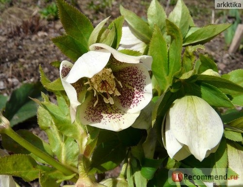 Морозник ( Helleborus) фото