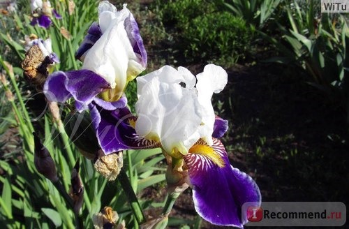 Ирис бородатый (Iris barbata) фото