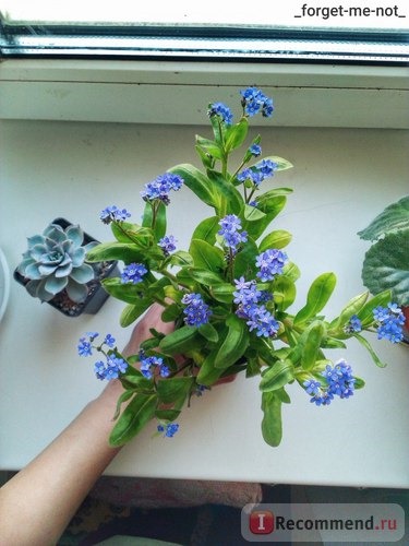 Незабудка (Myosotis) фото