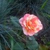 Роза сорта Оранж Интуишен фото