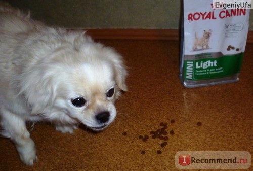 Корм для собак Royal Canin Mini Light фото