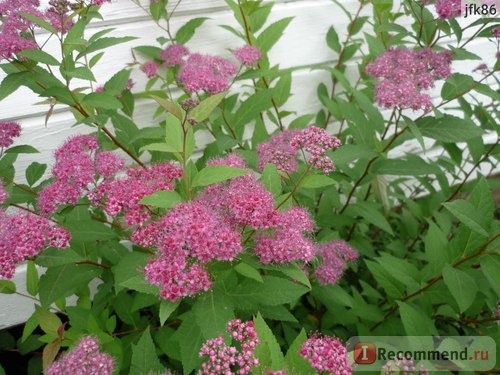 Спирея ( Spiraea) фото