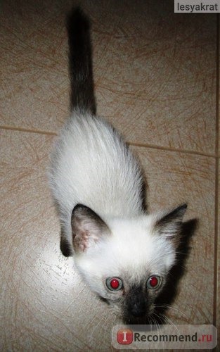 Сиамская кошка фото