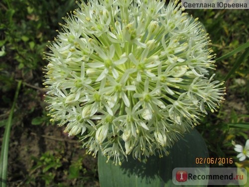 Лук каратавский Айвори куин /Allium karataviense Ivory Queen фото