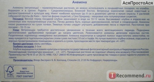 Анемона Корончатая, Флор-Экспресс Б.В.Холланд, Стохолм 22, Нидерланды фото