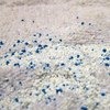 Усилитель стирки Чистаун универсальный кислородный фото