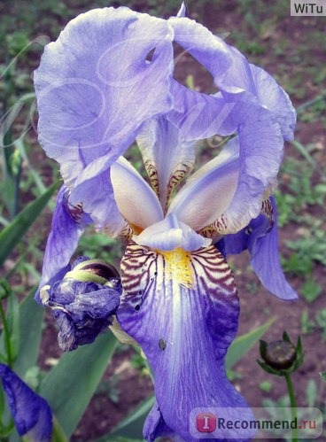 Ирис бородатый (Iris barbata) фото