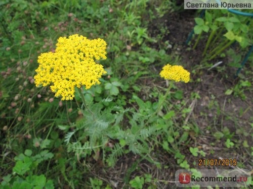 Тысячелистник таволговый / Achillea filipendulina фото