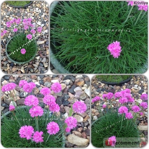 Armeria maritima