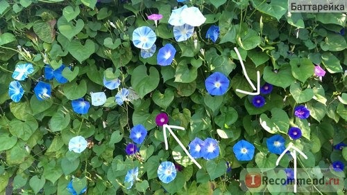 Ипомея Небесно-голубая (Ipomoea Heavenly Blue) фото