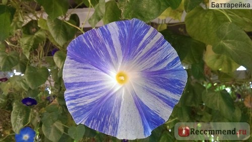 Ипомея Небесно-голубая (Ipomoea Heavenly Blue) фото