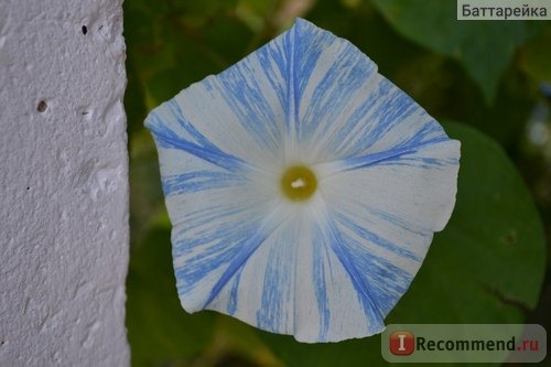 Ипомея Небесно-голубая (Ipomoea Heavenly Blue) фото