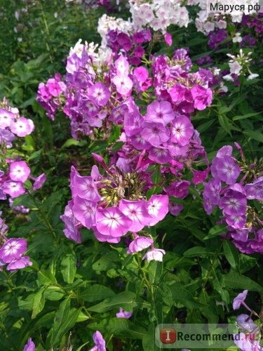 Флокс метельчатый Успех (Phlox paniculata Uspech) фото