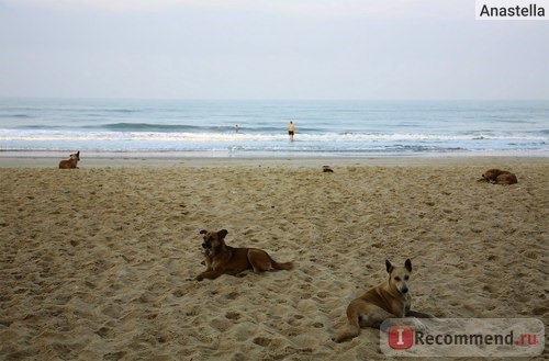 Собачки отеля ждут рассвет на пляже Варка