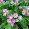 Примула обыкновенная / бесстебельная (Primula vulgaris, acaulis) фото