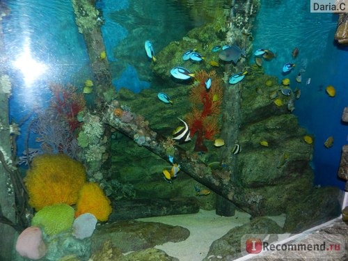 Бангкокский океанариум Siam Ocean World 5*, Таиланд, Бангкок фото