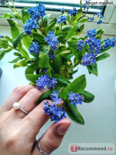 Незабудка (Myosotis) фото