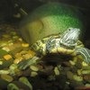 Красноухая черепаха / Trachemys scripta фото