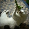 Игрушки для животных Fat Cat Забавное животное с длинным хвостом фото