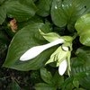 Хоста (Hosta) фото