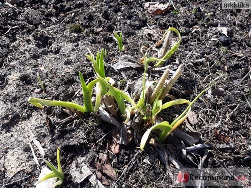 Лилейник / Красоднев / Hemerocallis фото