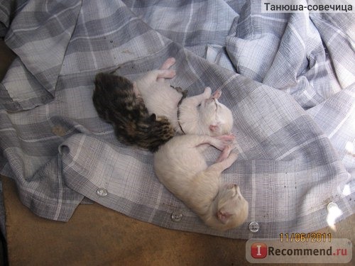 Котята сибирской кошки, первые сутки