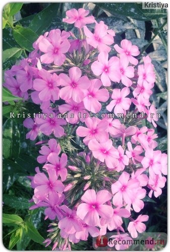 Флокс метельчатый Беби Фейс (Phlox paniculata Baby Face) фото