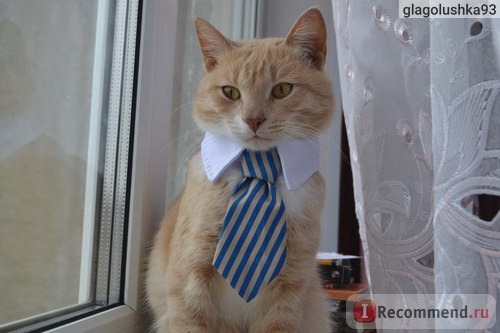Ошейник Aliexpress Галстук Dog toy Dog Collar ,Pet bow ties, Dog Tie, Dog CEO фото