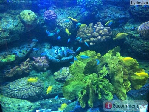 Бангкокский океанариум Siam Ocean World 5*, Таиланд, Бангкок фото