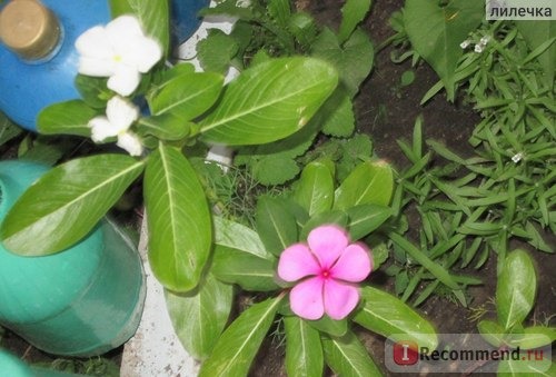 Барвинок малый (Vinca minor) фото