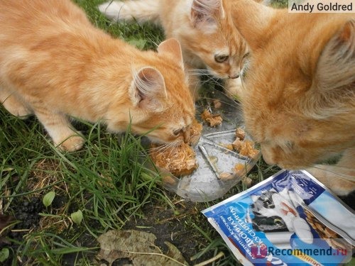 Кошки едят корм Феликс индейка с печенью