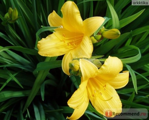 Лилейник / Красоднев / Hemerocallis фото