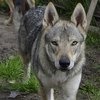 Чехословацкий влчак фото