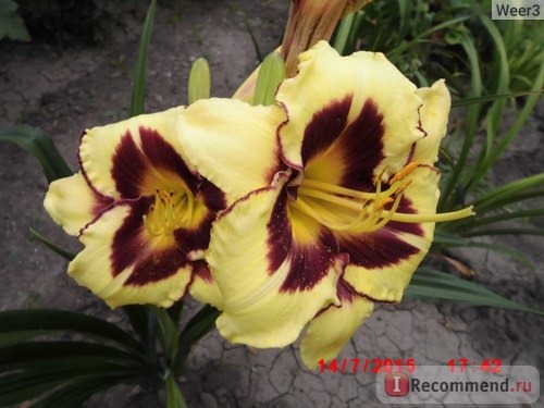 Лилейник / Красоднев / Hemerocallis фото