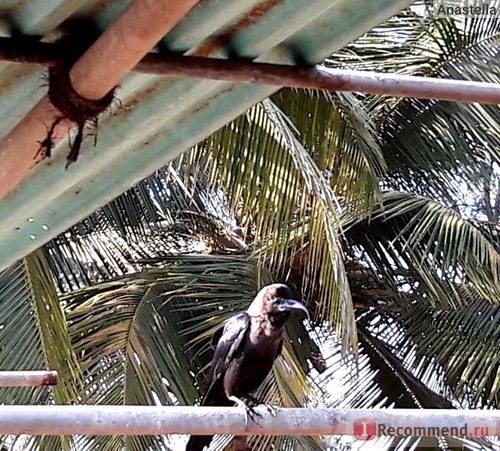 Интересный вид вороны - увидели во время завтрака