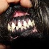 Зубы собаки в 12 лет...