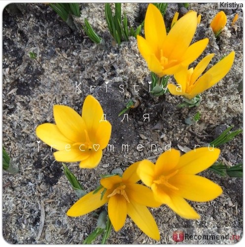 Крокус желтый (Crocus flavus) фото