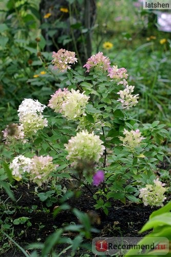 Гортензия метельчатая Ваниль Фрайз (Hydrangea paniculata Vanille Fraise) фото