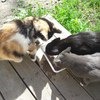 Котики кушают(вторую кошку кормлю отдельно)