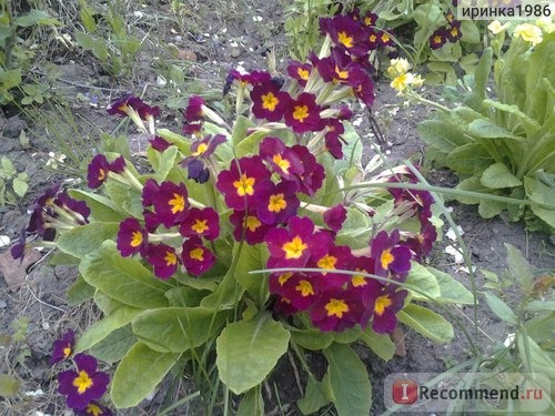 Примула обыкновенная / бесстебельная (Primula vulgaris, acaulis) фото